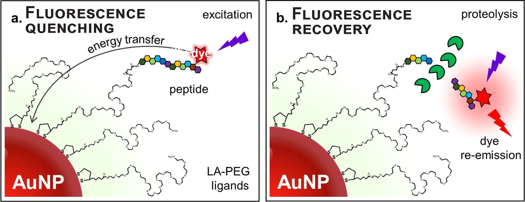 An illustration of how the biomarker testing process developed by Mattoussi's research team works. Peptides are connected to a gold nanoparticle (AuNP) and to dye. Energy from the dye is transferred to the nanoparticle, which prevents it from glowing under ultraviolet light - a phenomenon known as energy quenching. When an enzyme is added to the testing set-up, it severs the bond between the peptide and the gold nanparticle, allowing it to glow under UV light. Scientists can measure the timing and amount of that glowing to understand if cancer is present in a sample and in what concentrations. (Courtesy of Hedi Mattoussi)