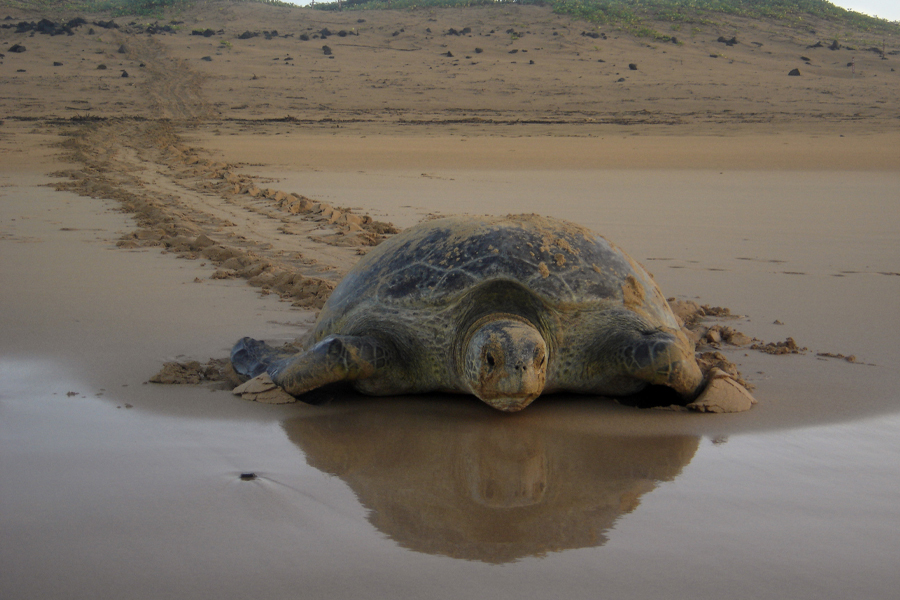 A green turtle (Chelonia mydas) crawling toward the ocean. (Photo courtesy of Fundação Projeto TAMAR)