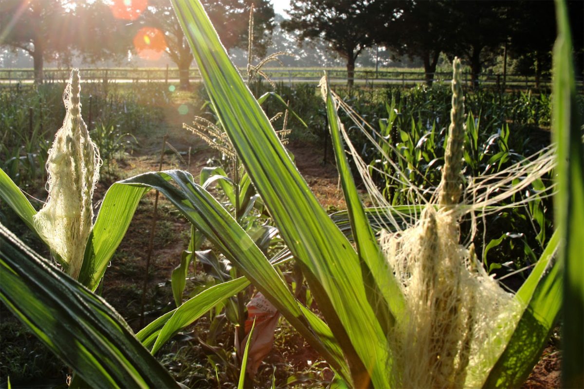 The Maize-10-Maze public event field day event aims to promote public interest in plant genetics and genome research.