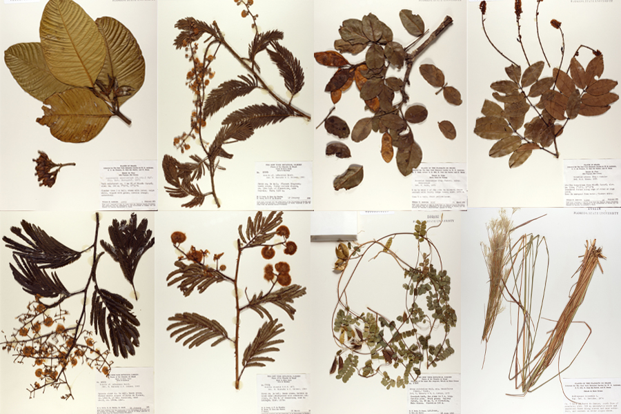 A collection of plant specimens downloaded from iDigBio, a digitization project organized by FSU, University of Florida and other institutions.