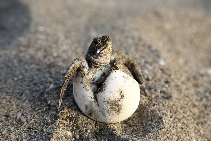 A newly hatched green sea turtle emerges from its egg. (Artographer34/stock.adobe.com)