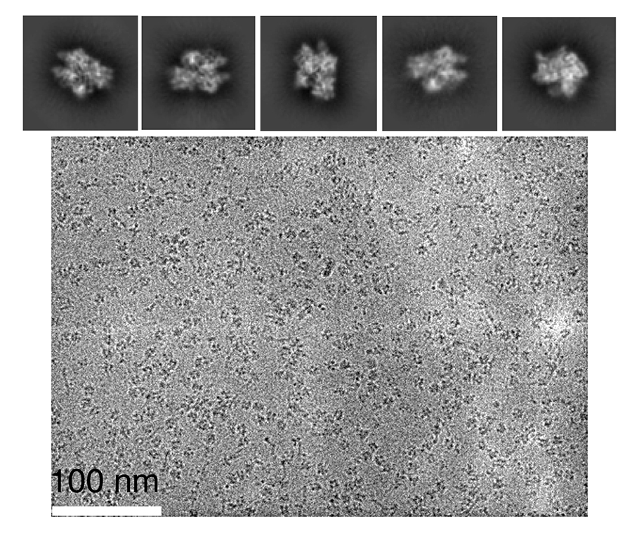 An image of ice-embedded CRISPR-Cas9 enzyme interacting with magnesium ions captured by the cryo-electron microscope at FSU's Biological Science Imaging Resource. The image is on the scale of nanometers, which are one-billionth of a meter. (Courtesy of Hong Li/FSU College of Arts and Sciences)
