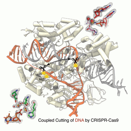 An illustration showing how the CRSIPR-Cas9 enzyme performing near-simultaneous cutting of two strands of DNA. Scientists at Florida State University produced the first high-resolution images showing magnesium ions interacting with the CRISPR-Cas9 enzyme while it cut strands of DNA, providing clear evidence that magnesium plays a role in this process. (Courtesy of Hong Li/FSU College of Arts and Sciences)