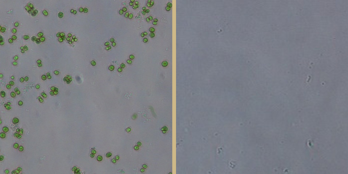 Microscope images of algae on glass showing how Schlenoff’s “zwitterglass” invention helps prevent algae and other marine animals from attaching to a surface. The image on the left shows a zwiitterglass-treated sample with algae. After being lightly sprayed with water, the algae completely detaches, as show in the image on the right. (Courtesy of the Schlenoff Lab)