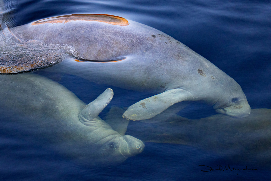 Manatees in the Wakulla River. (Photo by David Moynahan)