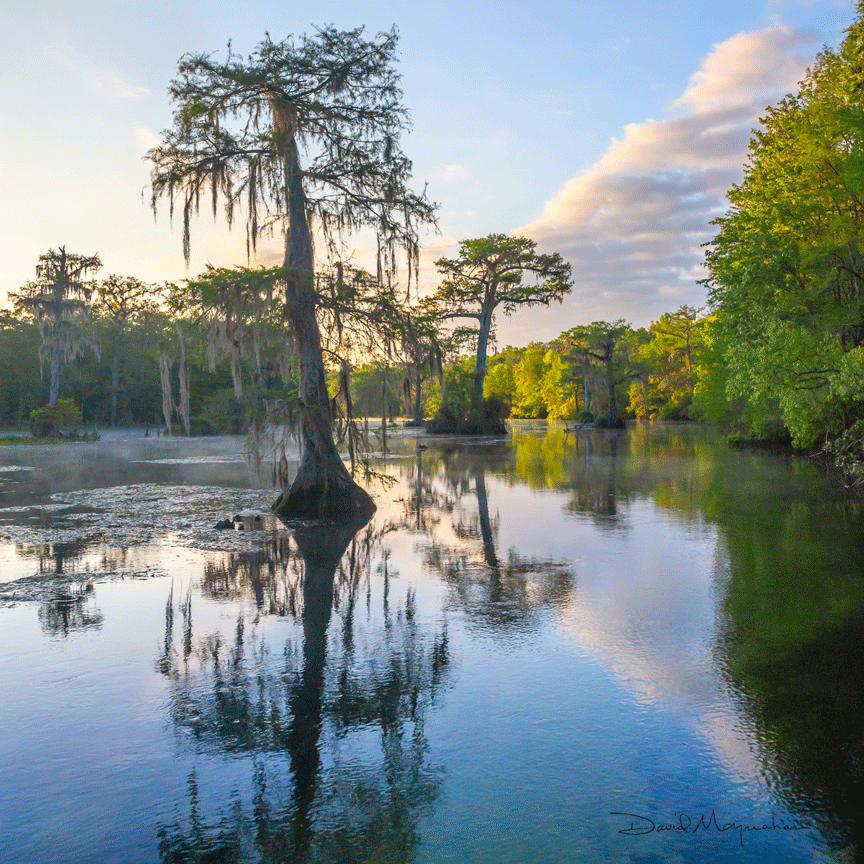 A view of the Wakulla River in Wakulla County, Florida. (Photo by David Moynahan)