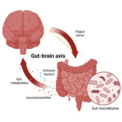 A diagram of the gut-brain axis, the network of nerves that connect your brain and gut and send signals back and forth. (Courtesy of Ravinder Nagpal)