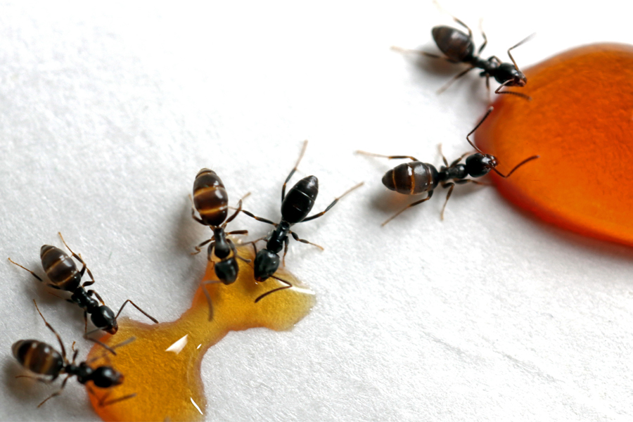 Florida State University researchers, led by Assistant Professor of Mathematics Bhargav Karamched, have developed the first model explaining how foraging ants create pheromone trails to multiple food sources. (Adobe Stock)