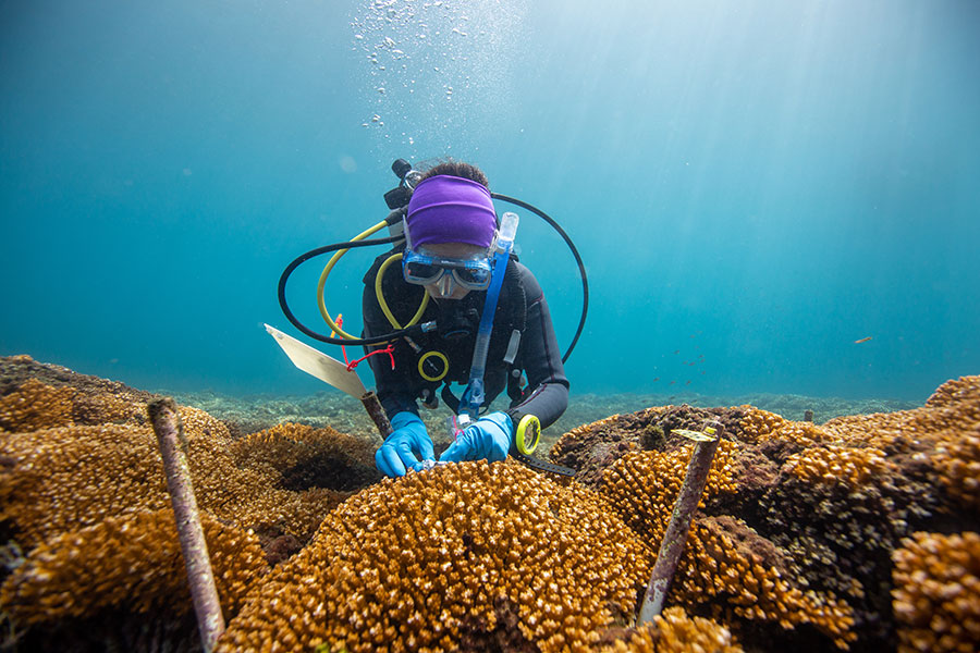 Diana Lopez collecting coral samples off of the Pacific coast of Panama. (Ana Endara/Smithsonian Tropical Research Institute)