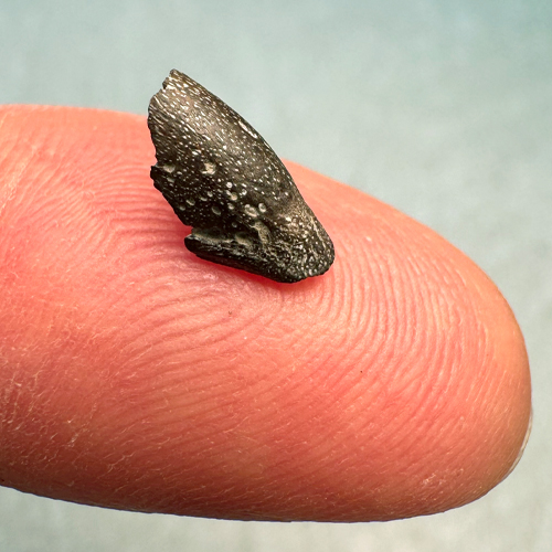 The fossilized tip of a hatchling bird beak sits on the end of a finger. (Photo by Pat Druckenmiller/University of Alaska Fairbanks)