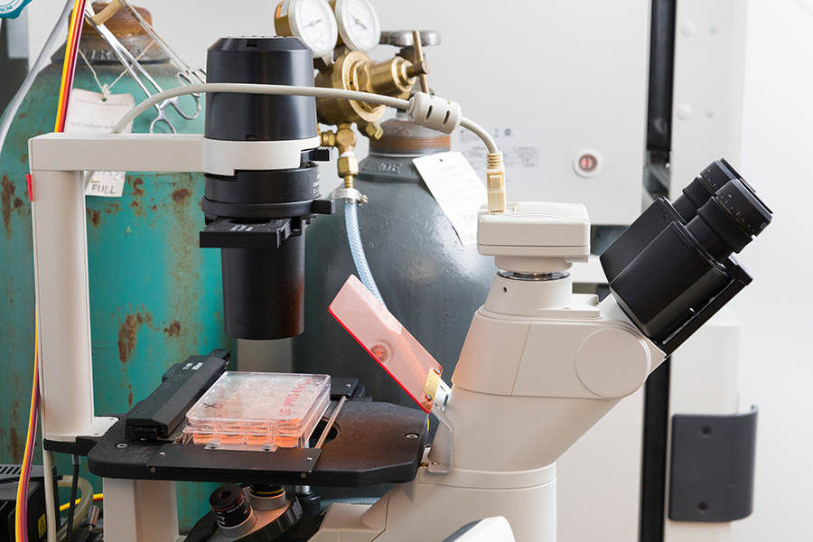 Tissue cultures for obtaining extracellular vesicles sit in a microscope in Li’s lab. (Scott Holstein/FAMU-FSU College of Engineering)
