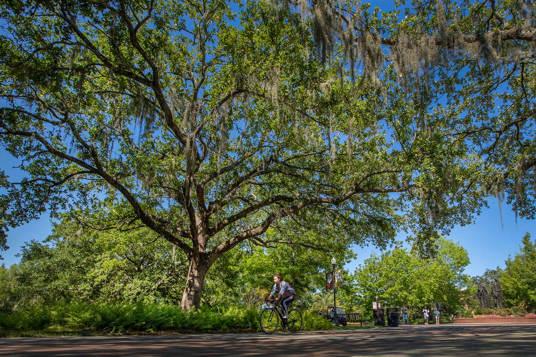 Students, faculty and staff can register bikes for free, rent bicycles through the reCycle Bike renting program and take CyclingSavvy safety courses at no cost. (FSU Facilities)