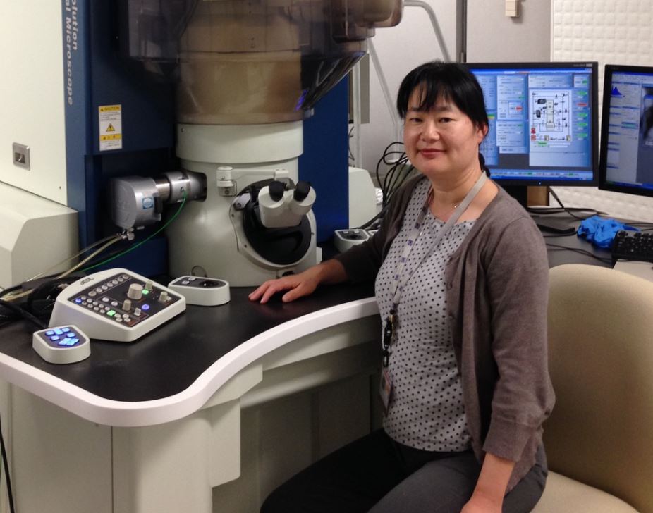 National High Magnetic Field Laboratory scientist Yan Xin sits at the electron microscope housed at the National High Magnetic Field Laboratory.