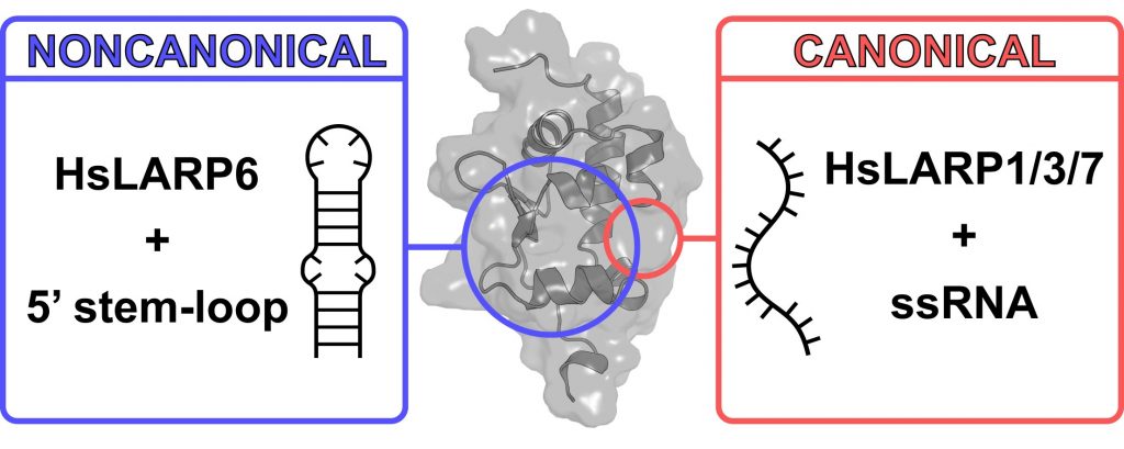 Examples of noncanonical and canonical binding of the LARP6 protein found in people.