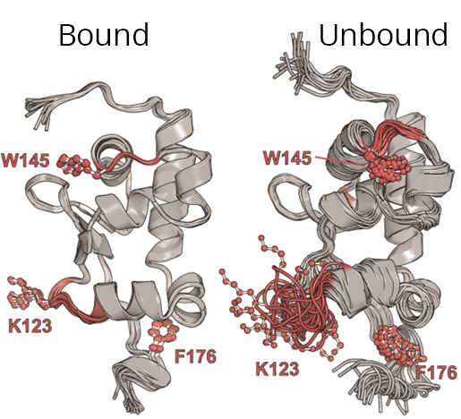 Two versions of the Human LARP6 protein.