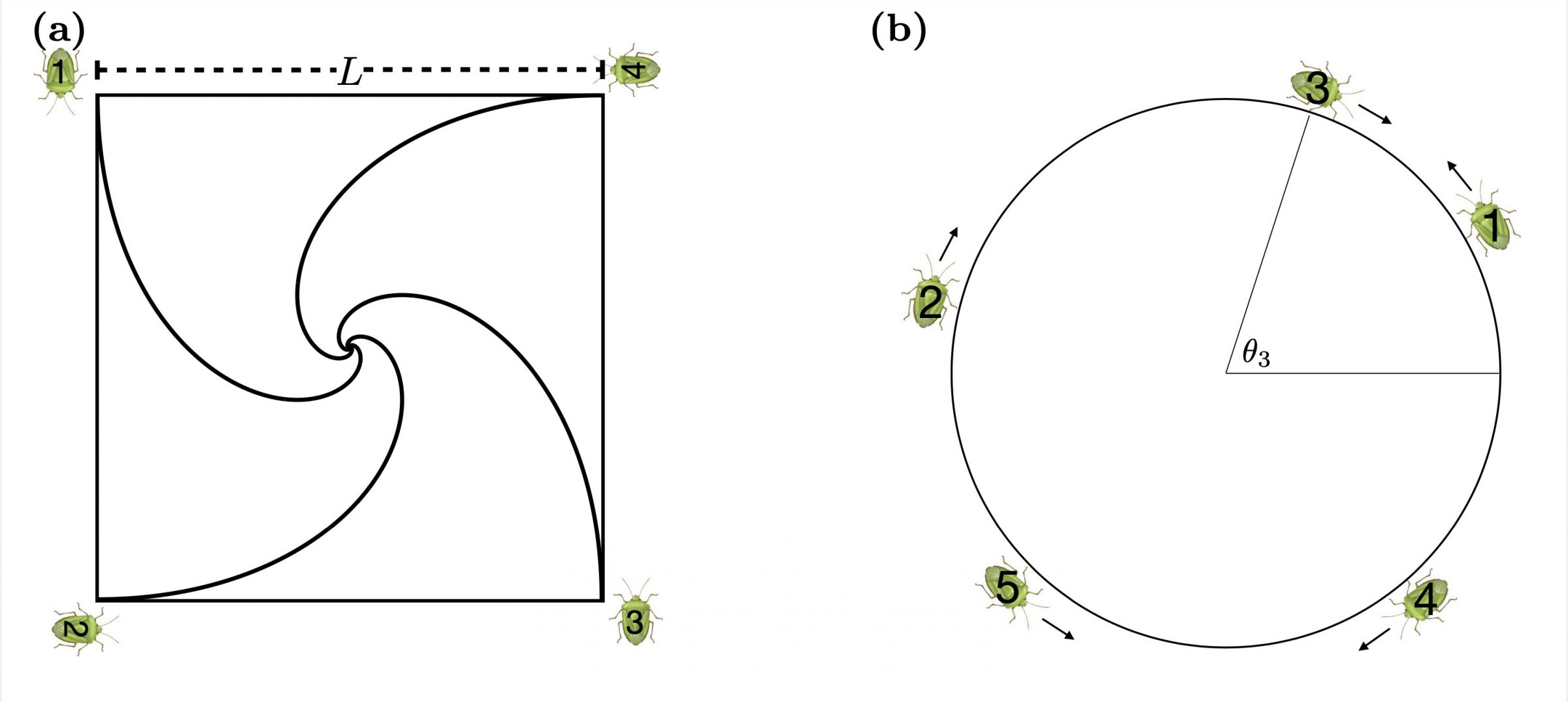Martin Gardner’s original “Four Bugs on a Square” problem, left, shows the bugs spiraling inwards until they meet at a singular point in the center. Quaife and Briley’s “N Bugs on a Circle” problem, right, shows how the randomly placed bugs begin their infinite chase when limited to the perimeter of the circle. 