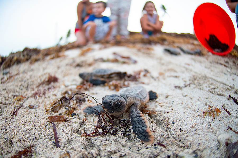 A loggerhead turtle hatchling crawls on sand while people look on from the background.