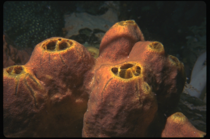 Yellow-orange sea sponges underwater.
