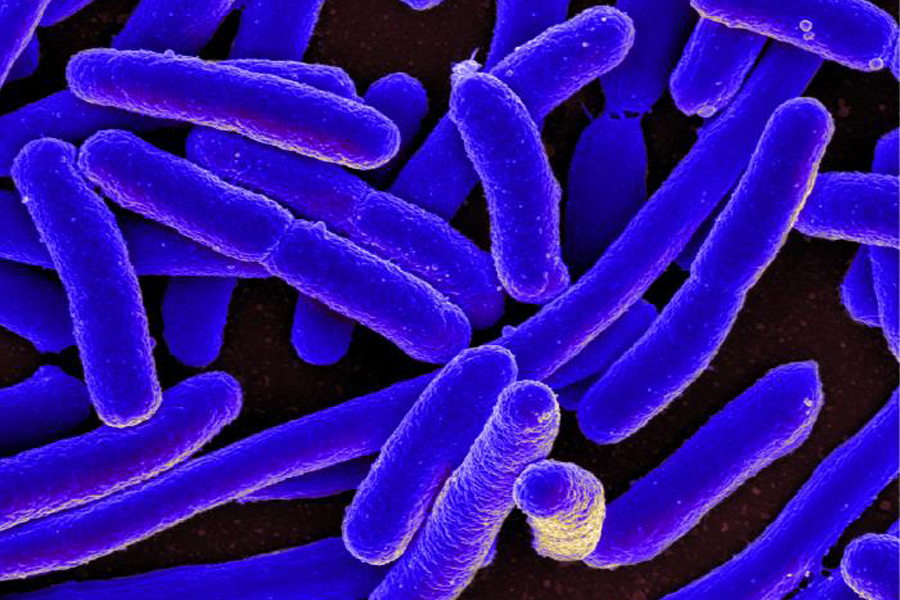 Rod-shaped blue bacteria in front of a black background.