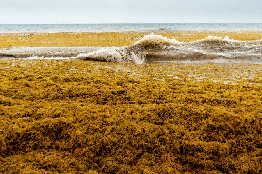 In 2026, pelagic sargassum quantities are expected to reach unprecedented levels.