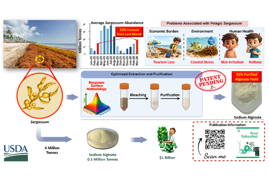 Pelagic Sargassum is not suitable for direct human consumption due to its high salt content, fibrous structure, and potential accumulation of heavy metals. However, the FSU-led team found that selective extraction and purification can isolate alginate while removing much of the unwanted material.