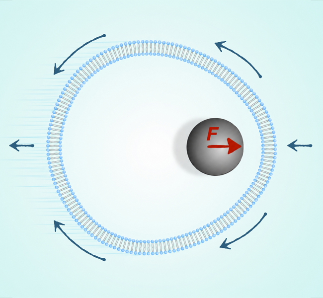 An illustration showing a circular cell wall. Inside the cell wall is a ball with the letter F and an arrow pointing to the right, showing a magnetic particle within the cell.