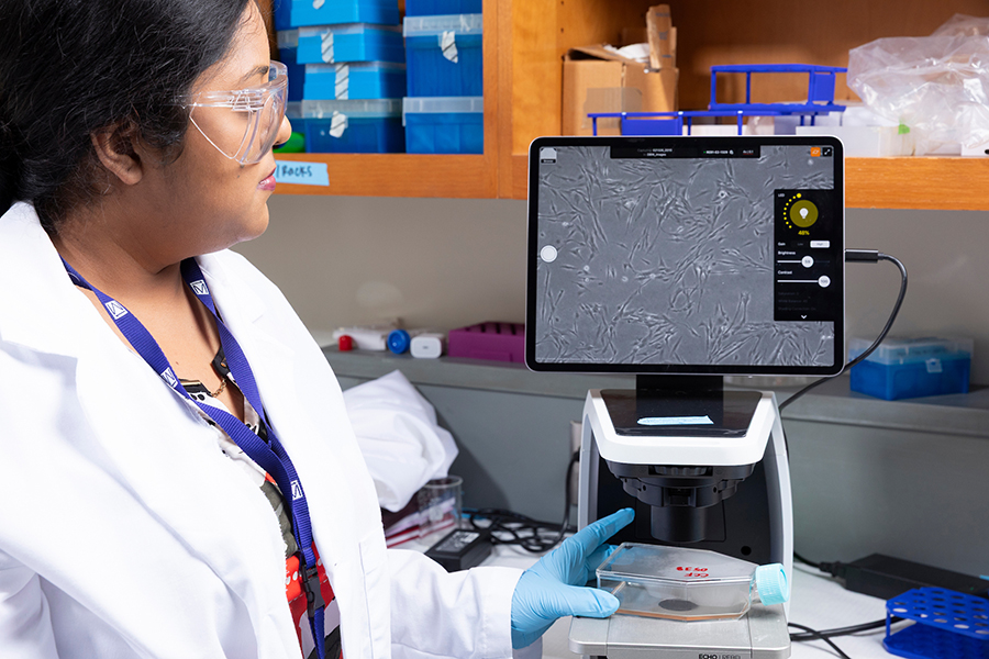 Researcher in a lab coat watches a digital microscope screen while adjusting a cell culture flask on the microscope stage.