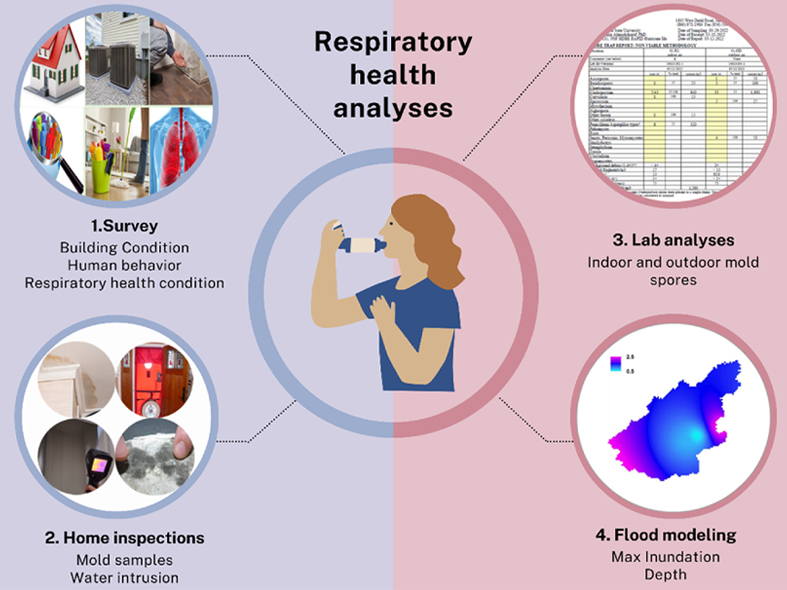 Infographic titled “Respiratory health analyses.” In the center, an illustration shows a person using an inhaler, surrounded by a circular graphic split between light blue and pink backgrounds. Four connected components illustrate the steps used to assess respiratory health.1. Survey (upper left): Images of a house, HVAC equipment, cleaning supplies, and lungs accompany the text: “Building Condition,” “Human behavior,” and “Respiratory health condition.” 2. Home inspections (lower left): Images show a wall or ceiling area, inspection equipment, a thermal imaging device, and a close-up of a moisture-affected surface. Text reads: “Mold samples” and “Water intrusion.” 3. Lab analyses (upper right): A spreadsheet-like laboratory data table is shown. Text reads: “Indoor and outdoor mold spores.” 4. Flood modeling (lower right): A color-coded map ranging from pink to blue represents flood analysis. Text reads: “Max Inundation Depth.” Dotted lines connect all four steps to the central inhaler illustration, indicating an integrated approach to evaluating environmental factors and respiratory health outcomes.