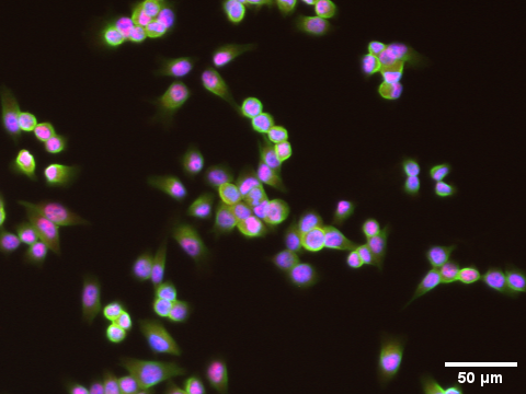 Fluorescence microscopy image showing scattered cells against a dark background. The cells have bright magenta centers surrounded by green fluorescent staining, with some cells appearing in small clusters. A white scale bar at the lower right represents 50 micrometers.